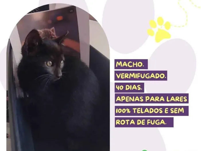 Gato ra a SRD-ViraLata idade Abaixo de 2 meses nome Smudge