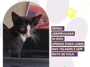 Gato raça SRD-ViraLata idade Abaixo de 2 meses nome Candy