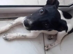 Cachorro raça  idade 2 a 6 meses nome Luna