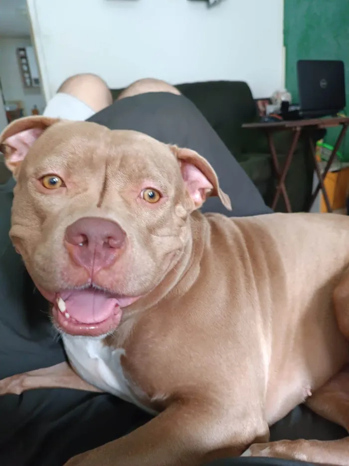 Cachorro ra a American Bully idade 2 anos nome Elara 