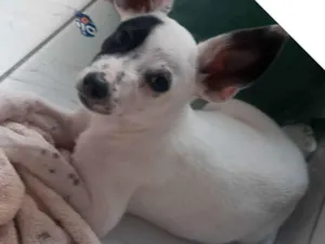 Cachorro raça  idade 2 a 6 meses nome Estrela