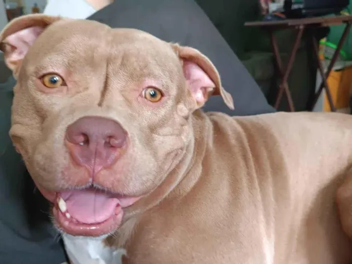 Cachorro ra a American Bully idade 2 anos nome Elara 
