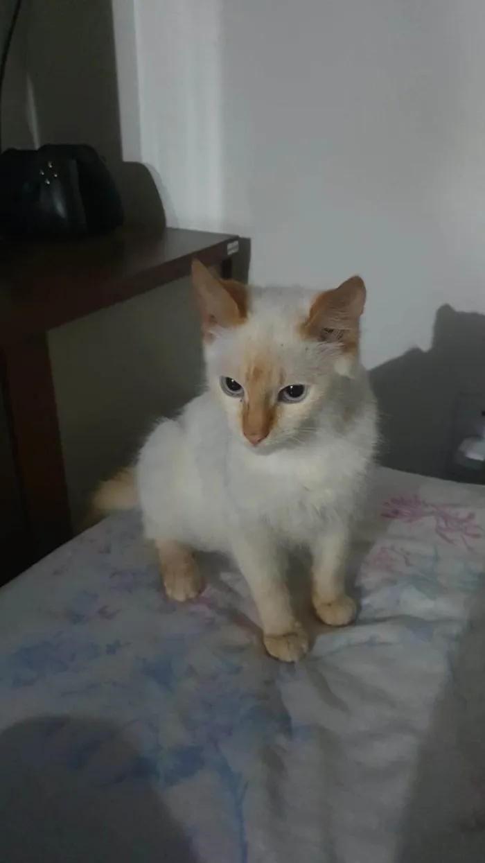 Gato ra a Sem idade 2 a 6 meses nome Oxala