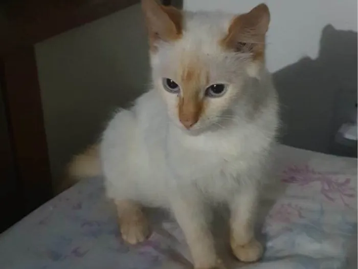 Gato ra a Sem idade 2 a 6 meses nome Oxala