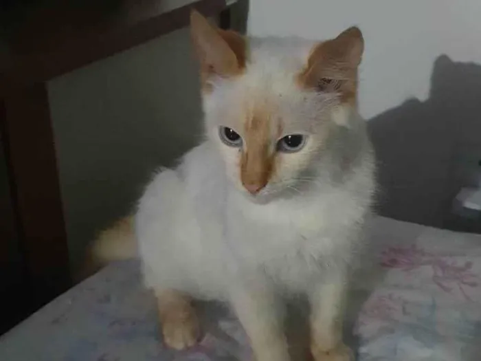 Gato ra a Sem idade 2 a 6 meses nome Oxala