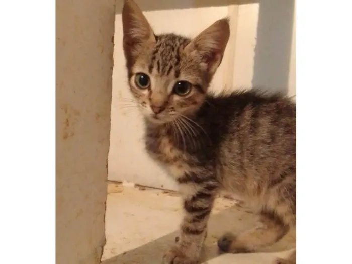 Gato ra a Srd idade 2 a 6 meses nome ........