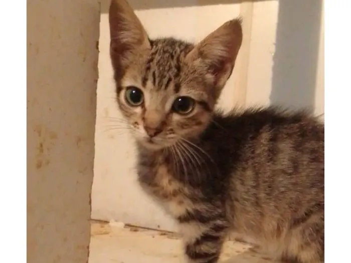 Gato ra a Srd idade 2 a 6 meses nome ........