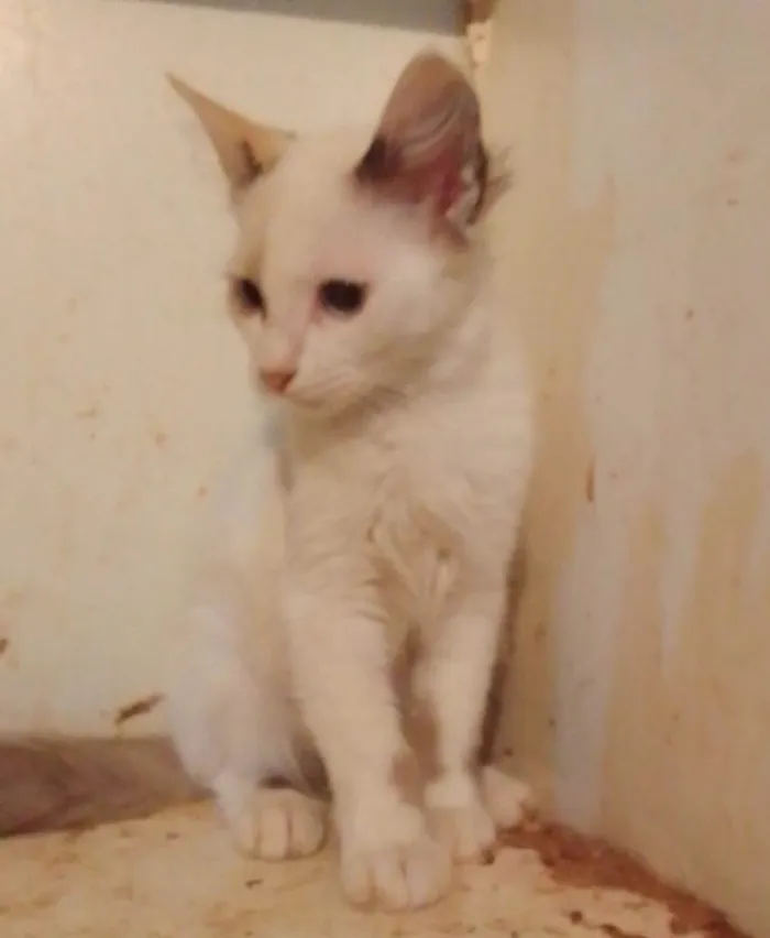 Gato ra a Srd idade 2 a 6 meses nome Lindinha