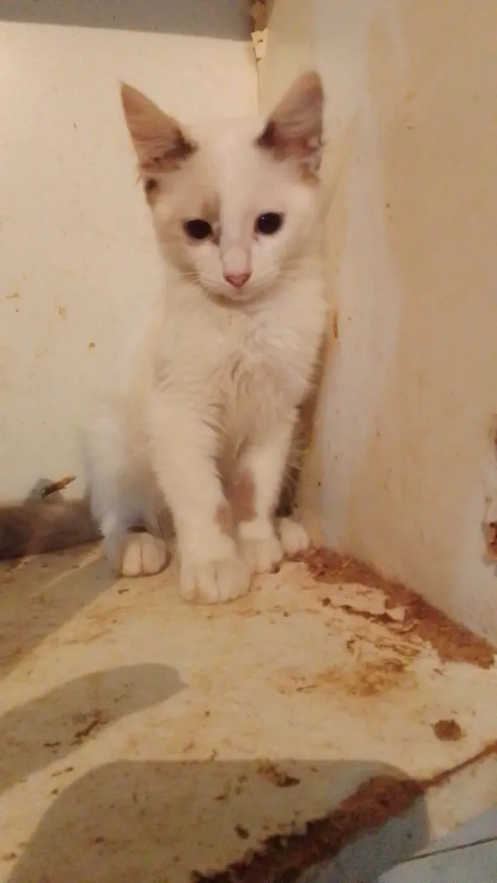 Gato ra a Srd idade 2 a 6 meses nome Lindinha