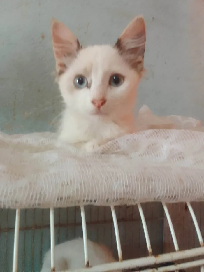 Gato ra a Srd idade 2 a 6 meses nome Lindinha