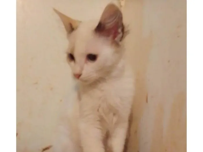 Gato ra a Srd idade 2 a 6 meses nome Lindinha