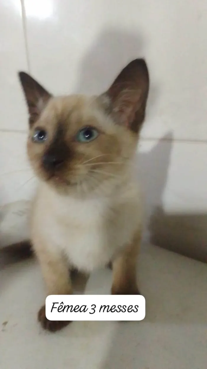 Gato ra a Srd idade  nome .