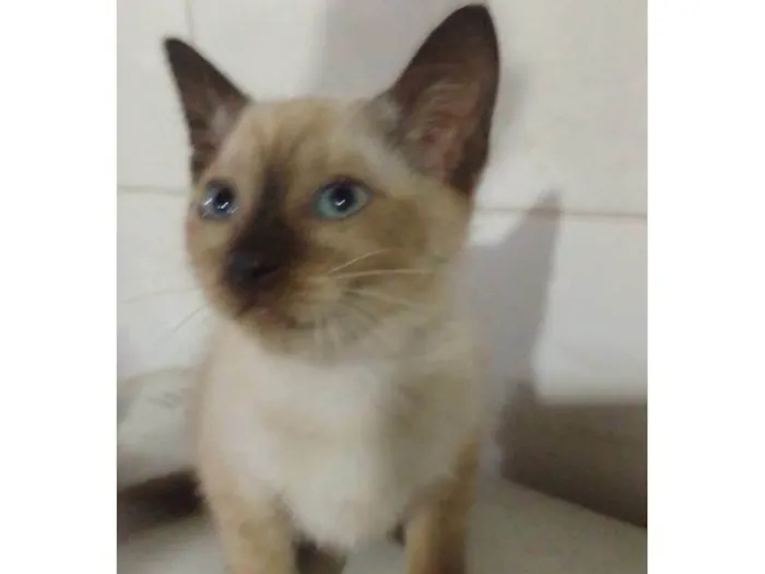Gato ra a Srd idade  nome .