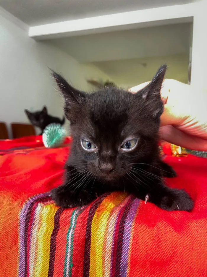 Gato ra a  idade Abaixo de 2 meses nome Gatinhos