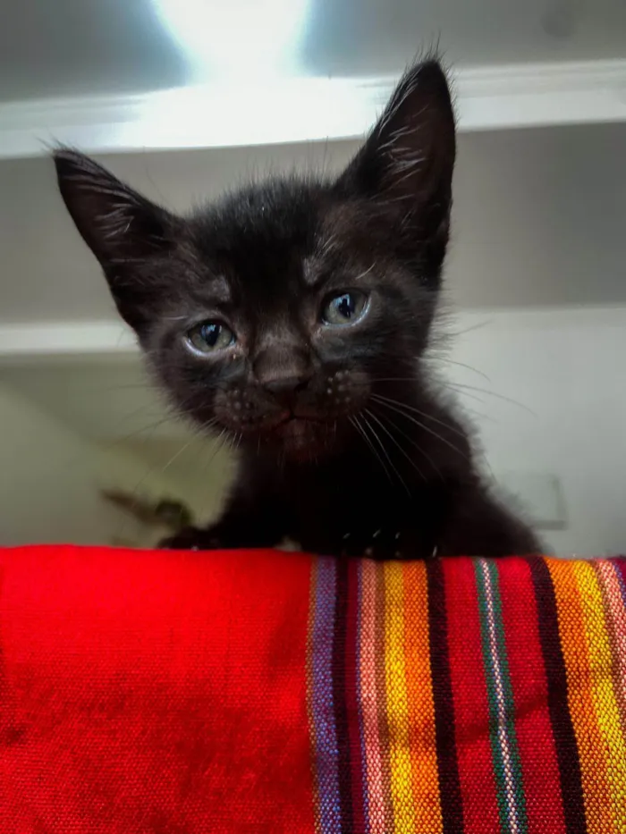 Gato ra a  idade Abaixo de 2 meses nome Gatinhos