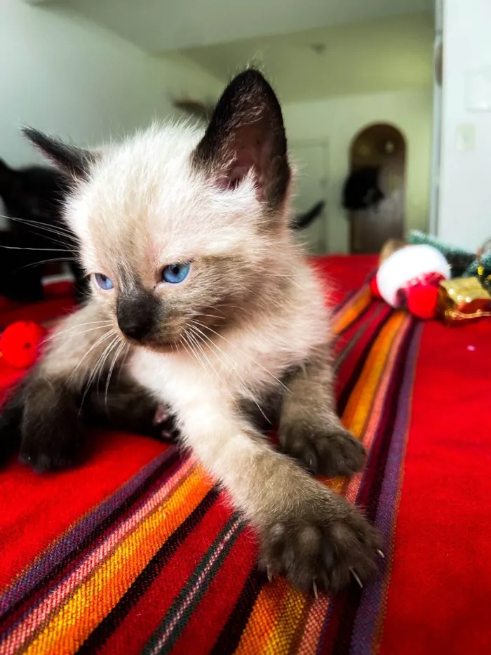 Gato ra a  idade Abaixo de 2 meses nome Gatinhos