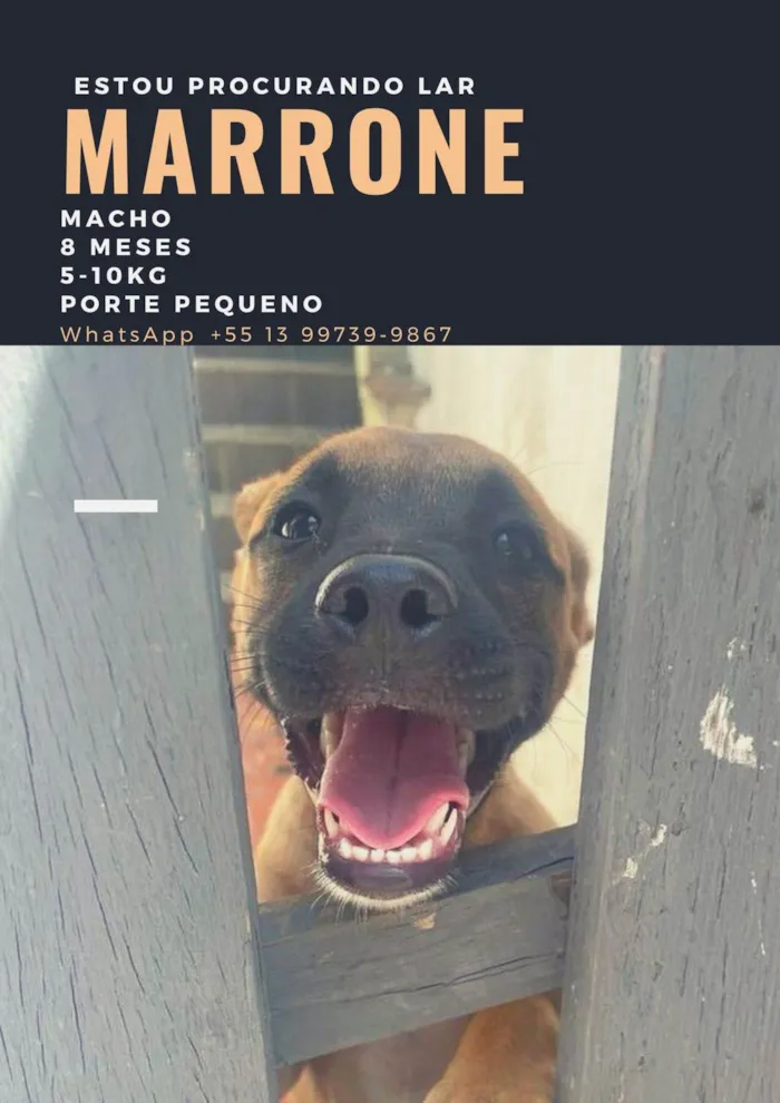 Cachorro ra a  idade 7 a 11 meses nome Marrone