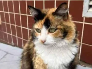 Gato raça SRD-ViraLata idade 1 ano nome MARTINA