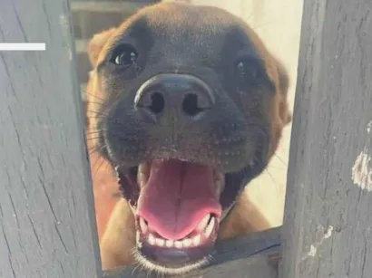Cachorro raça  idade 7 a 11 meses nome Marrone