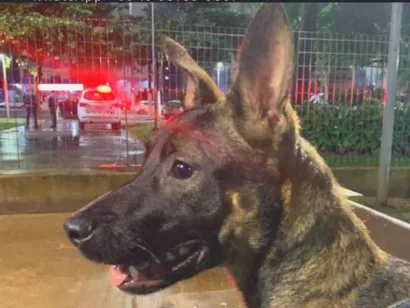 Cachorro raça  idade 7 a 11 meses nome Bruno