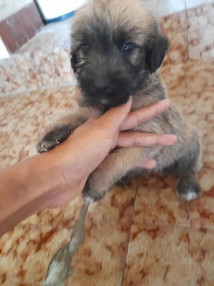 Cachorro ra a Vira lata com podlee idade Abaixo de 2 meses nome Rabicó, pitty, kitty e bitoca 