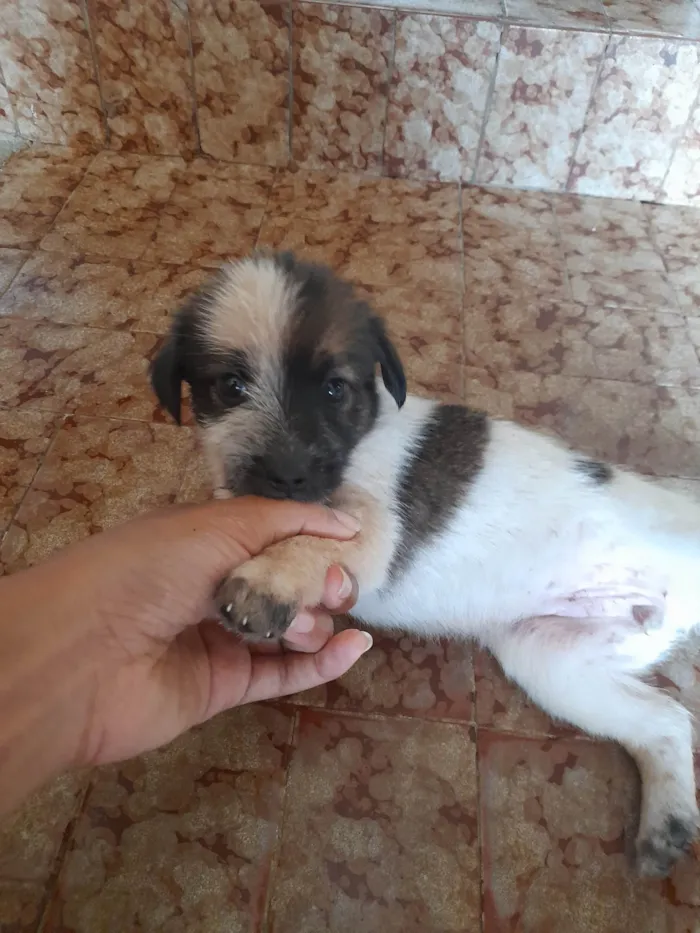 Cachorro ra a Vira lata com podlee idade Abaixo de 2 meses nome Rabicó, pitty, kitty e bitoca 