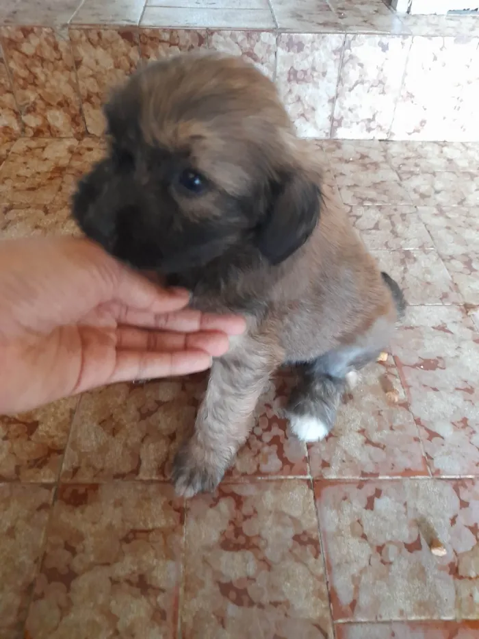 Cachorro ra a Vira lata com podlee idade Abaixo de 2 meses nome Rabicó, pitty, kitty e bitoca 