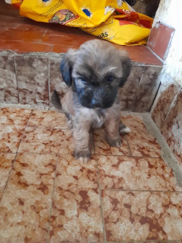 Cachorro ra a Vira lata com podlee idade Abaixo de 2 meses nome Rabicó, pitty, kitty e bitoca 