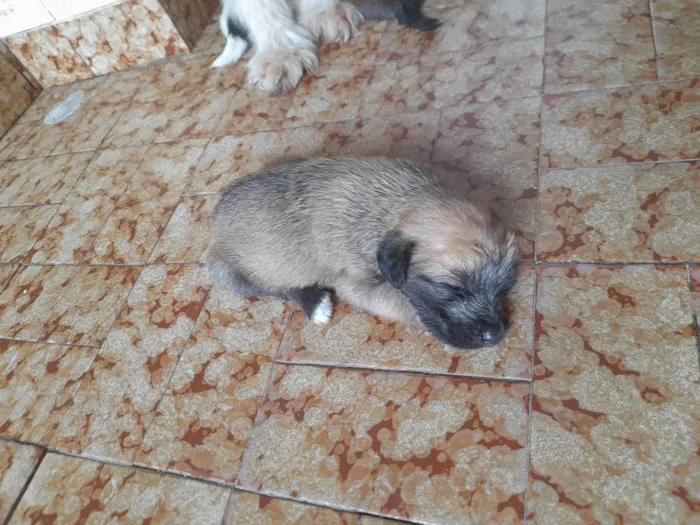 Cachorro ra a Vira lata com podlee idade Abaixo de 2 meses nome Rabicó, pitty, kitty e bitoca 