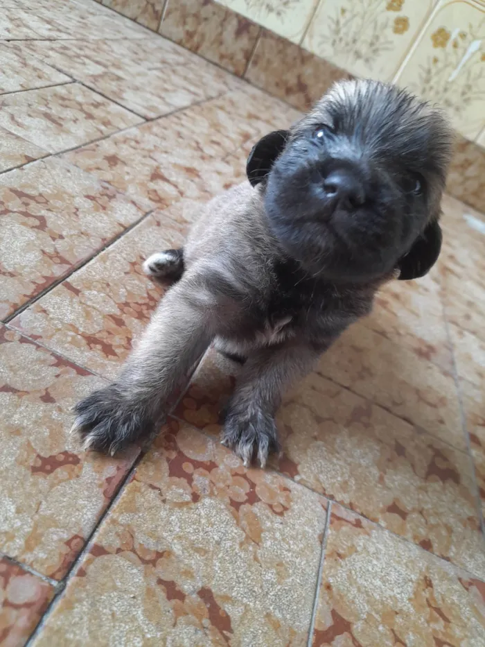 Cachorro ra a Vira lata com podlee idade Abaixo de 2 meses nome Rabicó, pitty, kitty e bitoca 