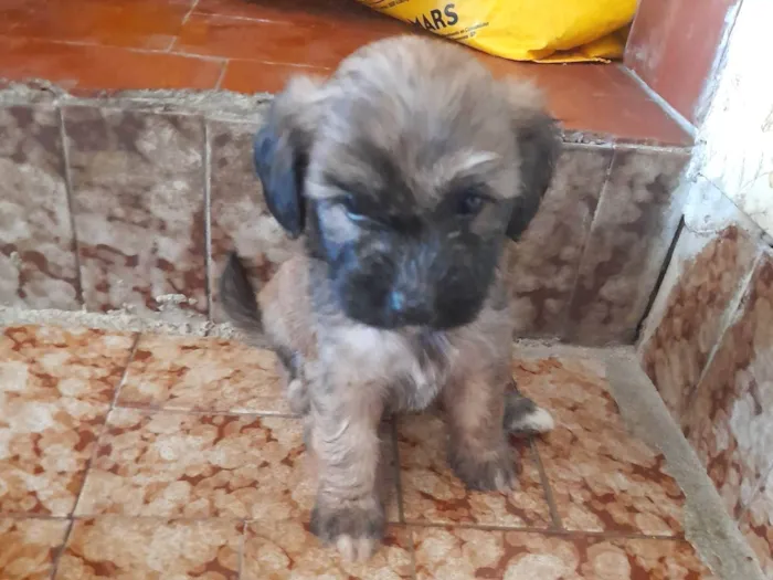 Cachorro ra a Vira lata com podlee idade Abaixo de 2 meses nome Rabicó, pitty, kitty e bitoca 