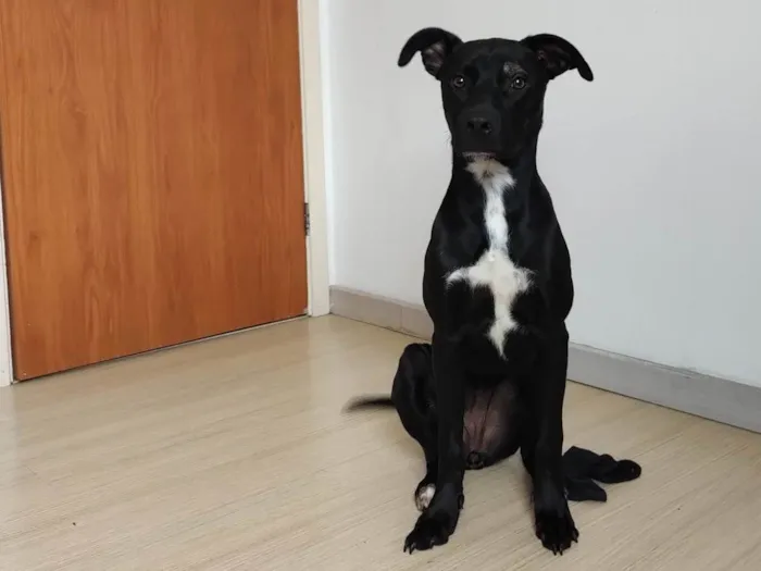 Cachorro ra a SRD-ViraLata idade 1 ano nome Mel