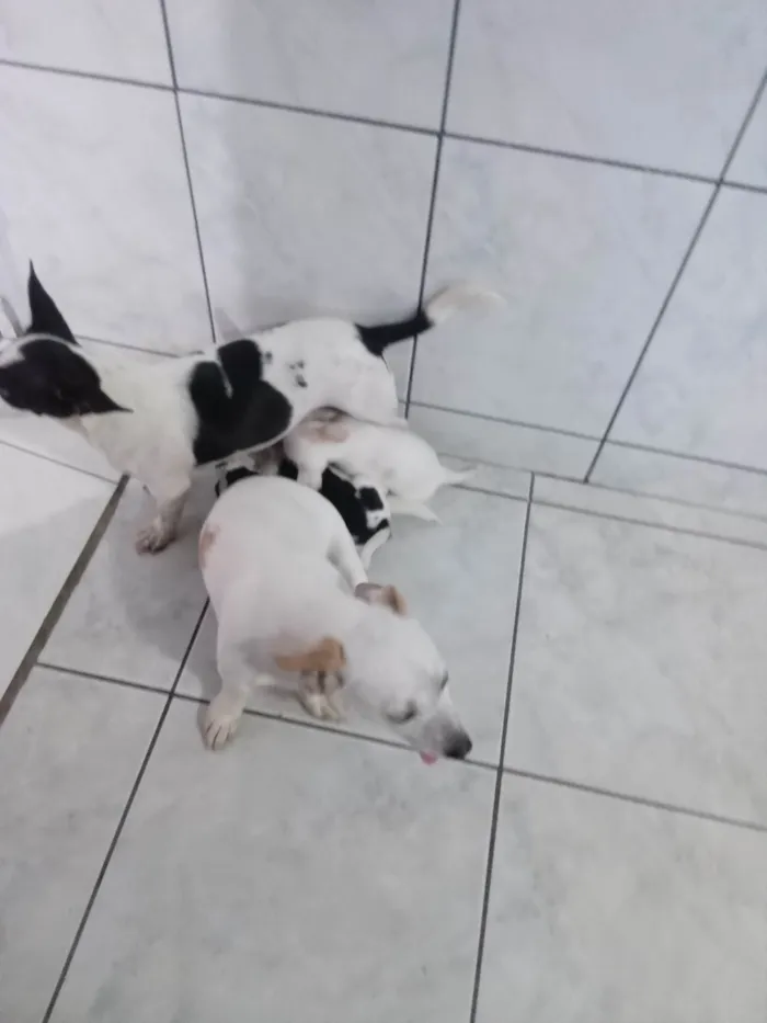 Cachorro ra a Indefinido  idade Abaixo de 2 meses nome Bebês 