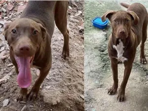 Cachorro raça Pitbull com labrador  idade 7 a 11 meses nome Jade