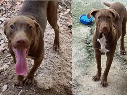 Cachorro raça Pitbull com labrador  idade 7 a 11 meses nome Jade
