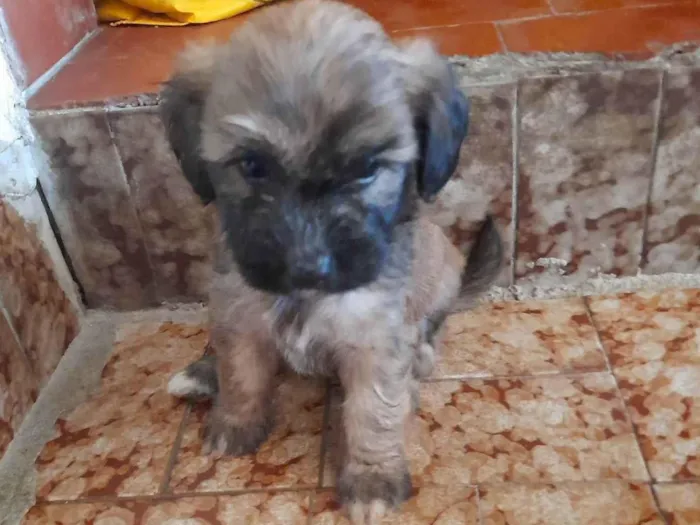 Cachorro ra a Vira lata com podlee idade Abaixo de 2 meses nome Rabicó, pitty, kitty e bitoca 