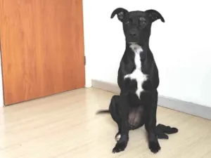 Cachorro raça SRD-ViraLata idade 1 ano nome Mel