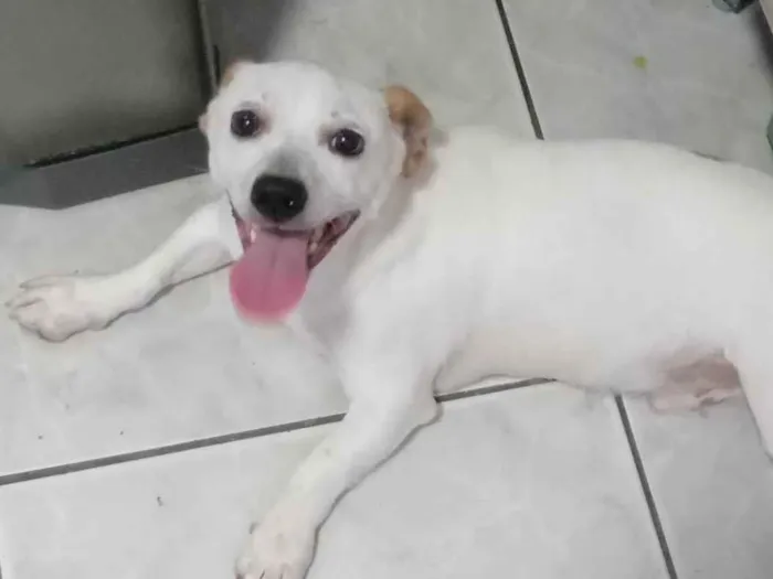 Cachorro ra a Indefinido  idade Abaixo de 2 meses nome Bebês 