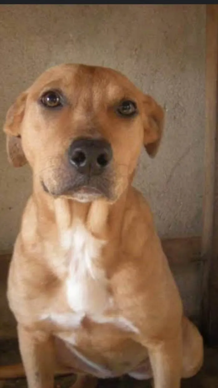 Cachorro ra a Não sei idade 5 anos nome Pirulito 