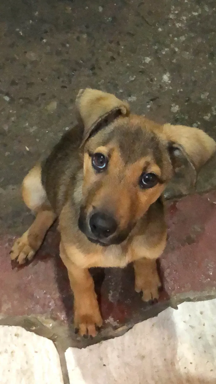 Cachorro ra a SRD-ViraLata idade 2 a 6 meses nome spike 