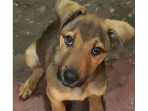 Cachorro raça SRD-ViraLata idade 2 a 6 meses nome spike 