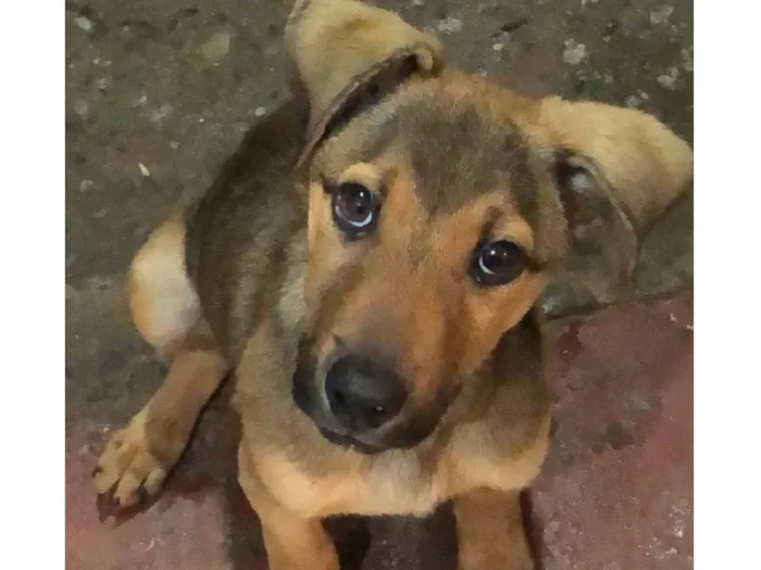 Cachorro ra a SRD-ViraLata idade 2 a 6 meses nome spike 