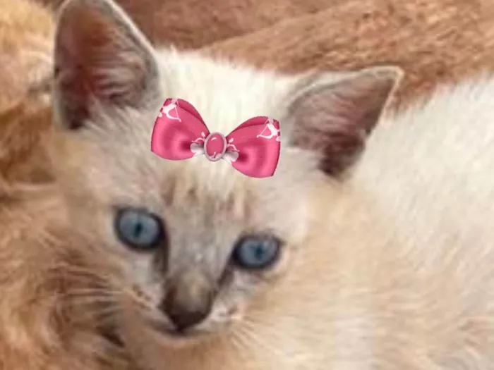 Gato ra a Mestica  idade 2 a 6 meses nome Luna 