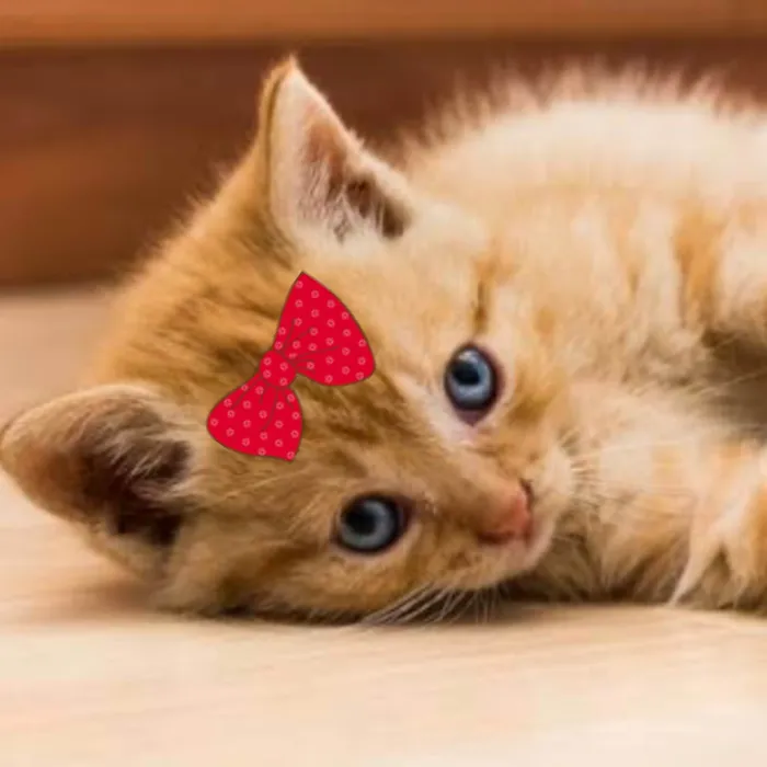 Gato ra a Mestica  idade 2 a 6 meses nome Mila 