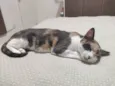 Mel