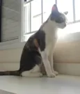 Mel