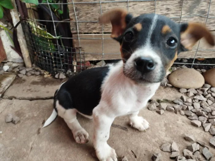 Cachorro ra a Fox Terrier idade Abaixo de 2 meses nome Tico