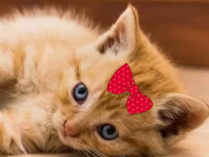 Gato ra a Mestica  idade 2 a 6 meses nome Mila 