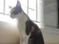 Mel