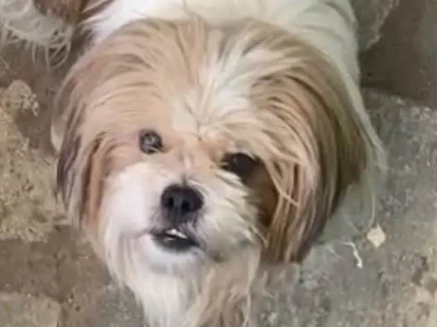 Cachorro ra a Shitzu idade 7 a 11 meses nome Billy 